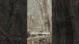 Catching Wild Deer Staring at Me