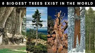Top 9 BIGGEST Trees on the Earth ||  دنیا میں موجود  سب سے بڑے درخت  || Urdu Pixels || اردو/हिंदी ||