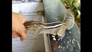 My Pet Squirrel
