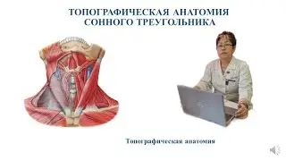 Топографическая анатомия  сонного треугольника