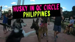Husky in QC Memorial Circle Philippines