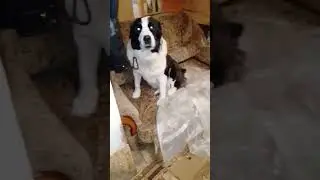 Алабай порядок навел.