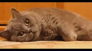 ПРИКОЛЫ С КОТАМИ - ПРИКОЛ СМОТРЕТЬ ОНЛАЙН