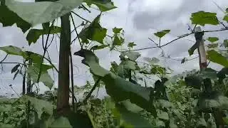 tanaman gambas umur 36 hari udah molai panen dan bungkus lagi