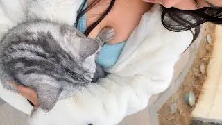 Take my pet cat for neutering 带我的宠物猫去做绝育