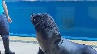 sea lion