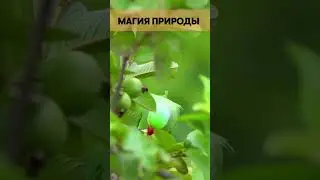Магия камуфляжа.The Magic of Camouflage.