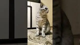 Такого доброго утра у меня ещё не было #юмор #приколы #смешнойкот #cat #смешныекоты #shorts