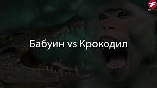 Разорвали на Куски! СУМАСШЕДШИЕ битвы Животных, Снятые на Камеру