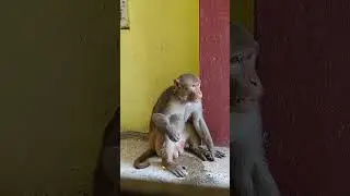 🐒 Monkey's day out