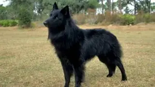 Belgian Sheepdog Parasite Prevention