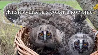 Скрытая камера в гнезде ушастых сов