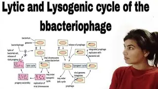 Lytic and lysogenic cycle of the bbacteriophage