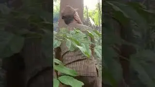 terjungkal tinggi sekali