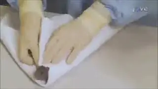 rat wrap
