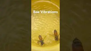 Bee vibrations in water