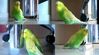 PEDRO the Budgie Thinks Stallone Is Hard To Beat