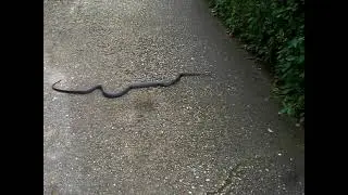 Why Is There a Snake in Our Virginia Driveway?