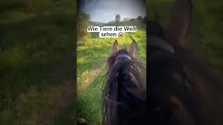 Wie Tiere die Welt sehen 