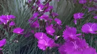 Flowers with relaxation music