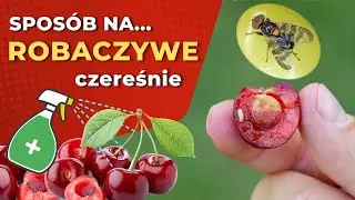 Robaczywe wiśnie i czereśnie — nasionnica trześniówka — 5 metod zapobiegania