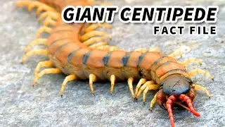 Giant Centipede: the LARGEST living CENTIPEDE | Animal Fact Files