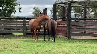 Horses itching each other