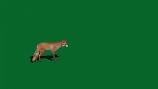 wolf Green Screen video