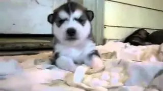 Cute puppy / Милый щенок