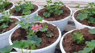Ampelous vegetative pelargonium, petunia, verbena already in hanging pots.