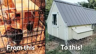 5 Clear Signs Your Chicks Are Ready for the Coop