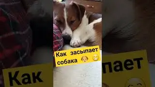 КАК ЗАСЫПАЕТ СОБАКА ДЖЕК РАССЕЛ🐶😁🥰😴#собака#спит#джек#рассел #jack#russell#chilling#at the cafe#cafe