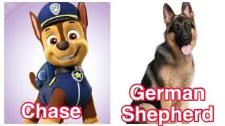 Paw Patrol In Real Life 2021