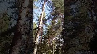 В Подмосковном лесу. 🌲🐿🌳🦔🌿🦊🌸 