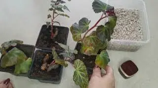 Пора заняться бегониями: достаем клубни, черенкуем