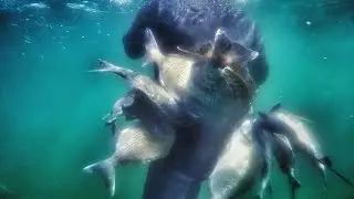 TAŞALTI KARAGÖZ SARGOZ AVLARI 1 UZUN BÖLÜM
