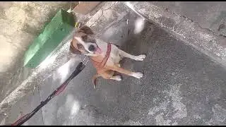 99280-3665 #anima #adote #adocao #sos #cao #ajud #rj #cachorr #cadela #caes #pat #bich #pet #resgat