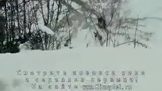 Волк и свобода.