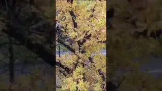 Чистка деревьев в г. Пушкин