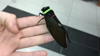Tacua speciosa ( Giant Colorful Cicada )
