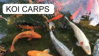 KOI CARPS IN MILL POND  MALOM-TÓ TAPOLCA HUNGARY