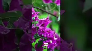 আজ কেনো পৃথিবীটা লাগে এতো সুন্দর, ইসলামিক গান।