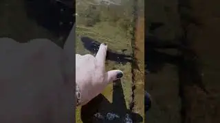 the fish let me pet it, miracles