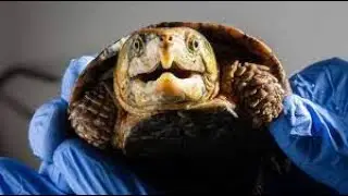 coming to my brother's rescue (cf nu stiu) by sending this ugly rat back to his shithole Turtl3(?)