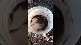 Зарыбление лесного озера.