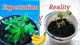 Growing Tomato Seeds In A Banana || Вирощування насіння томатів у банані