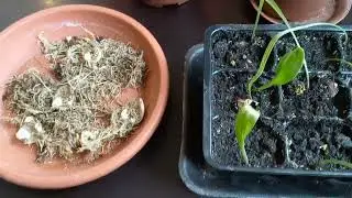 Размножение лилий чешуйками