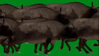Buffalo Animal Stampede Running HD  Green Screen Blue Screen Black Screen  Green Screen Video