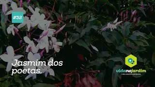 Dicas de plantas - Jasmim dos poetas #32