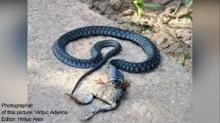 Hrituc Alex Photography ~ Reptiles ~